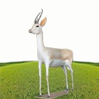 انثى الريم - صورة 1