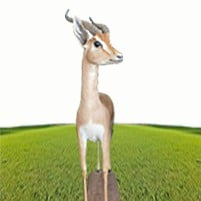 ذكر غزال عفري - صورة 1