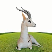 ذكر غزال الريم جالس - صورة 1