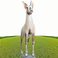 المها محنط  - صورة 1
