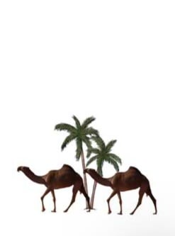 ملصق نياق - صورة 2