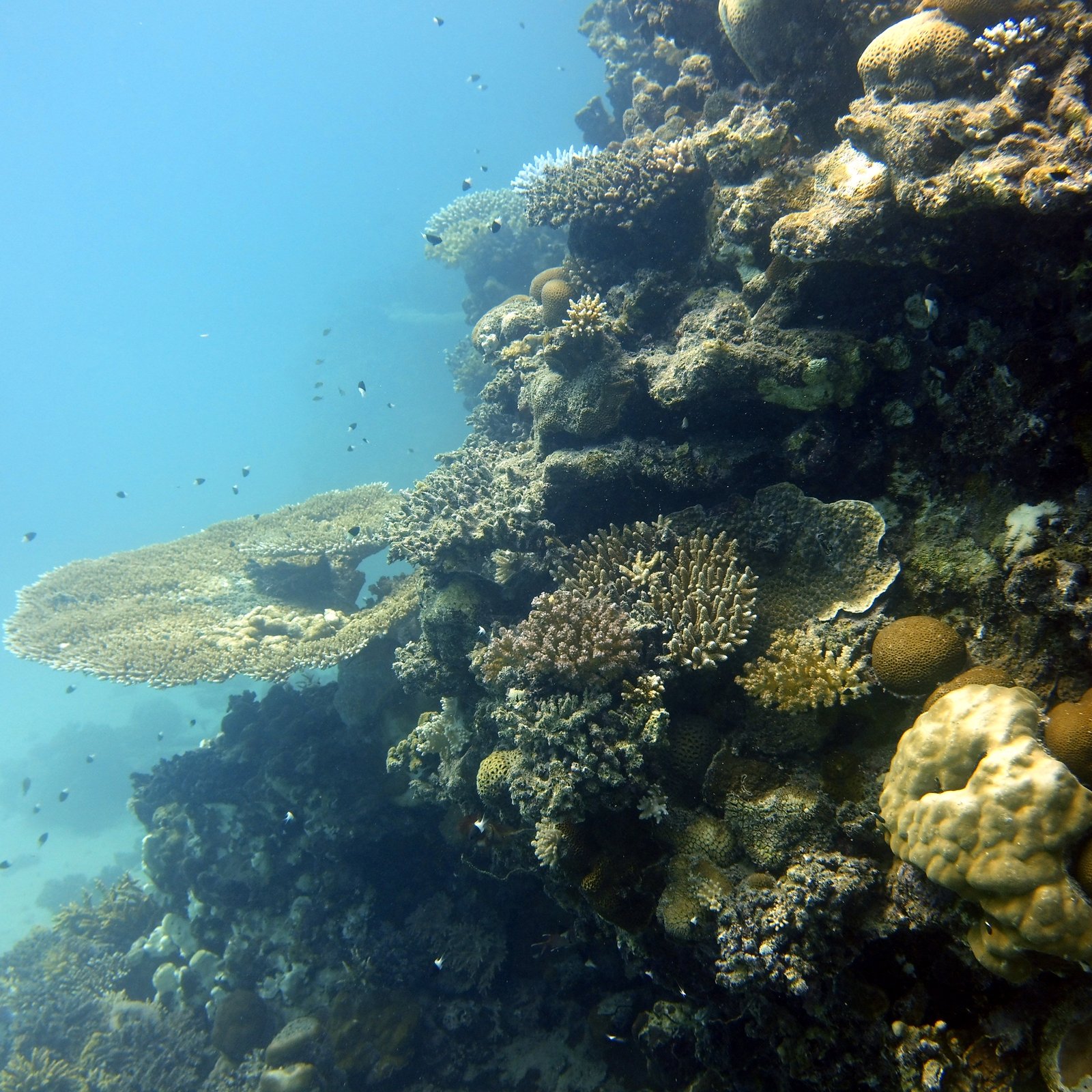 Dive Trip from Rabigh Beach - Image 3
