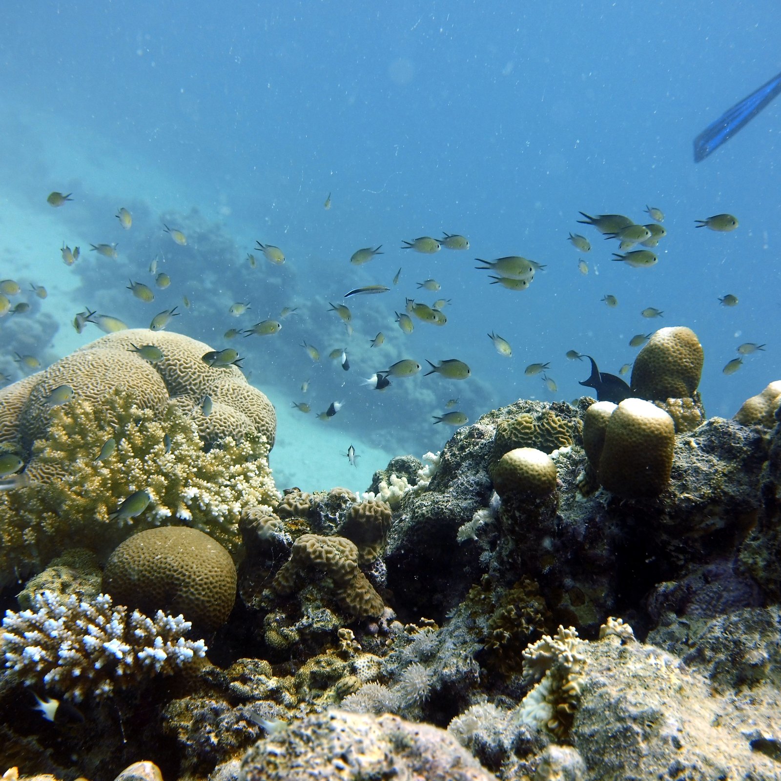 Dive Trip from Rabigh Beach - Image 6