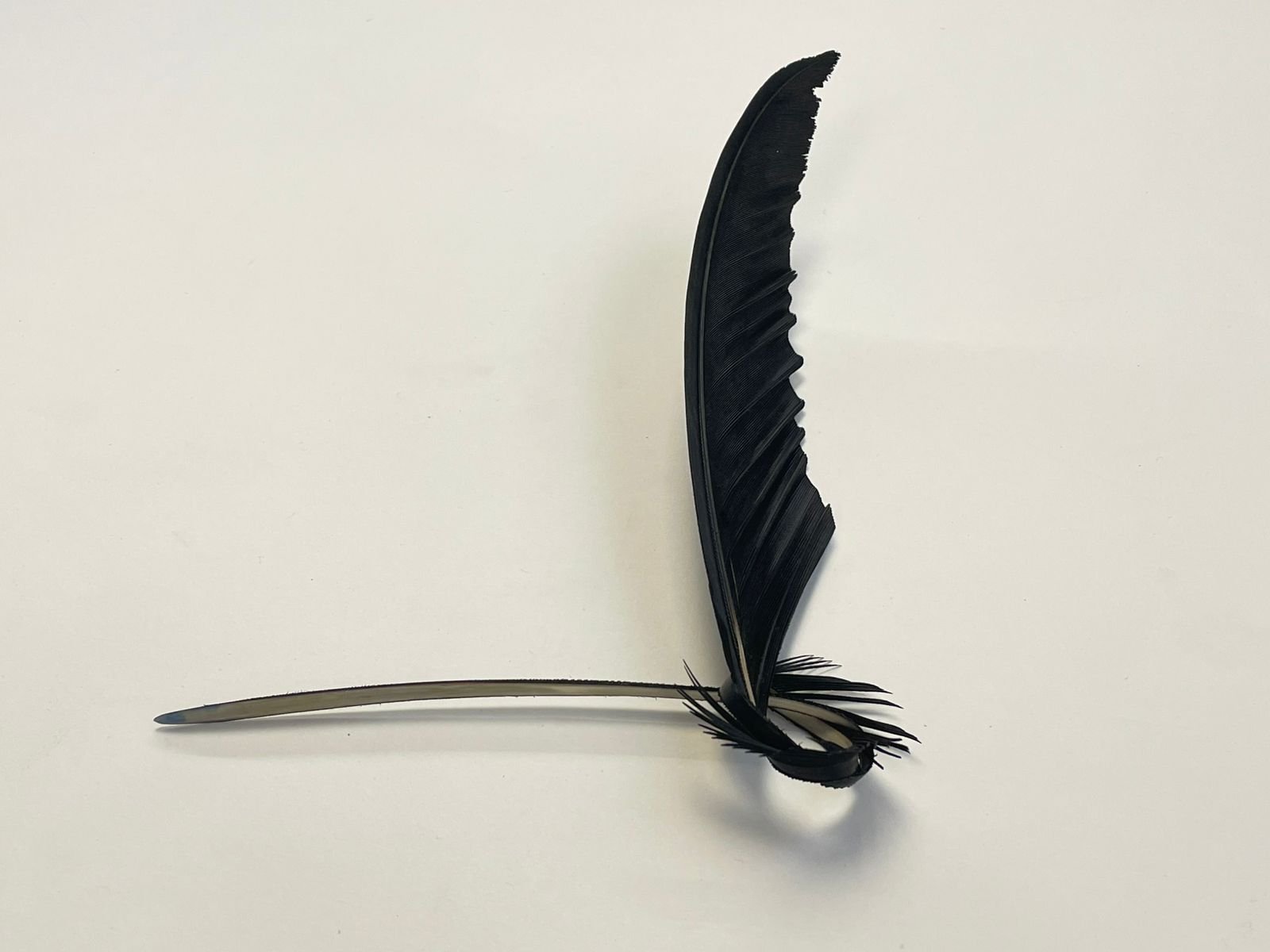 Black Eagle Oud Pick - Image 5