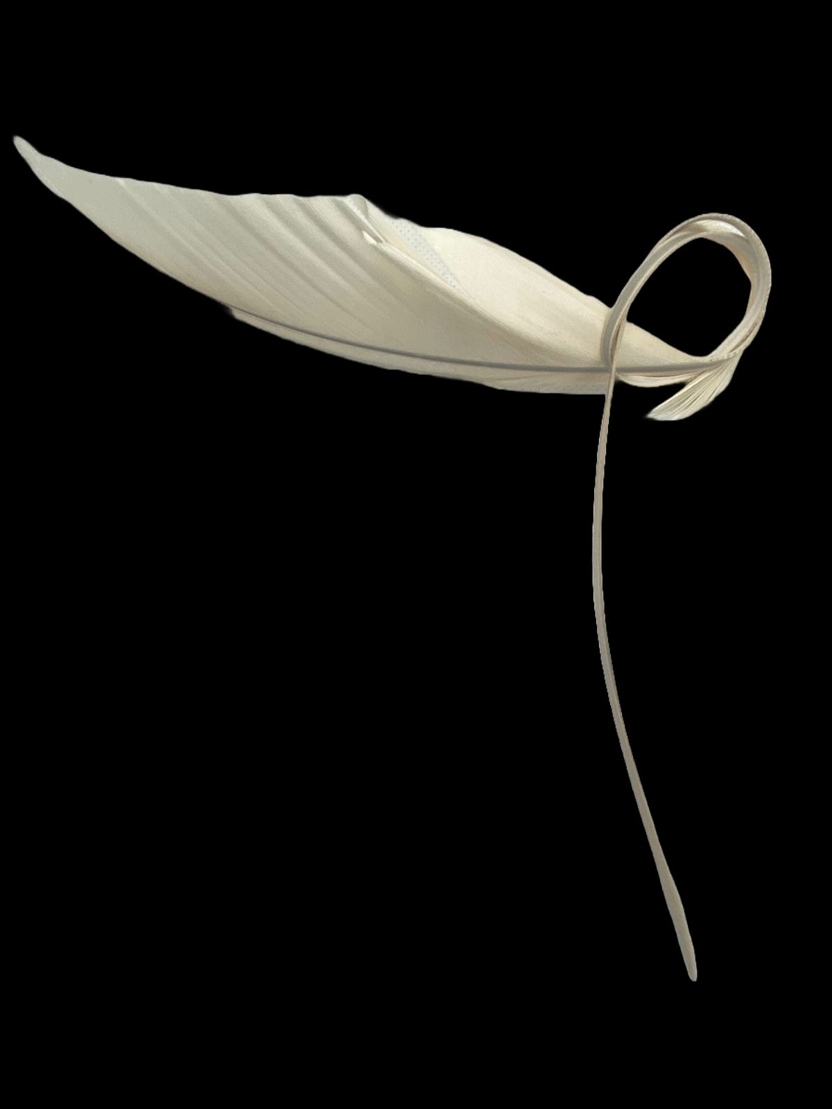 White Eagle Oud Pick - Image 1