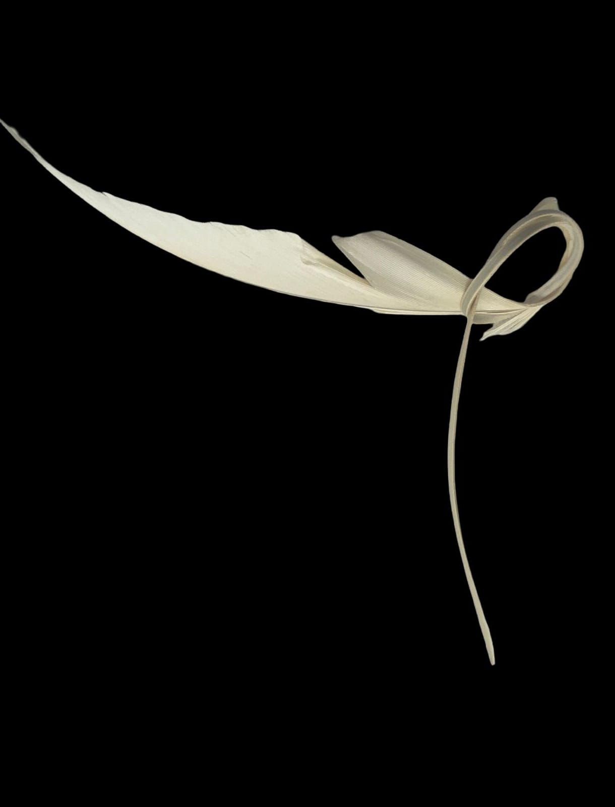 White Eagle Oud Pick - Image 2
