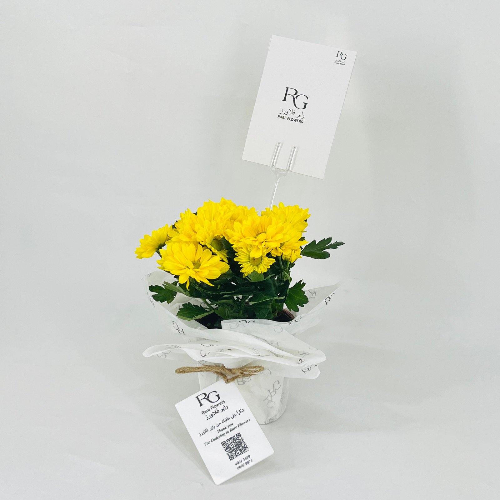 chrysanthemum yellow No.9551 - Image 3