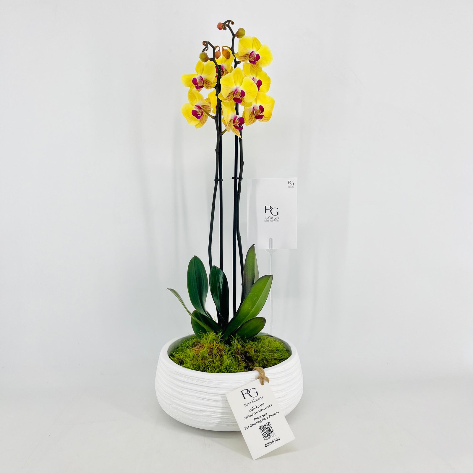 Orchid Plant Vase No.15375 - Image 1