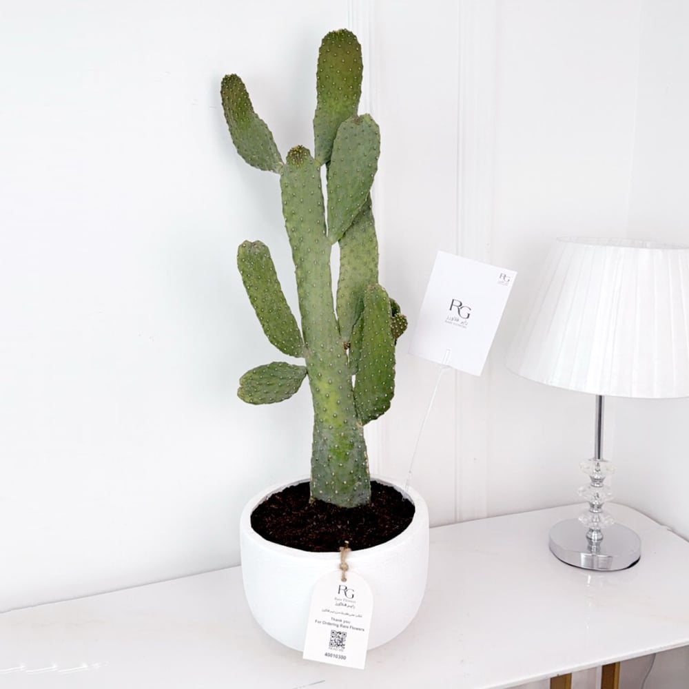Cactus Plant No.17932 - Image 1