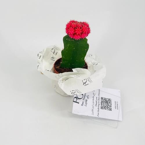 Gymnocalycium No.9683 - Image 1