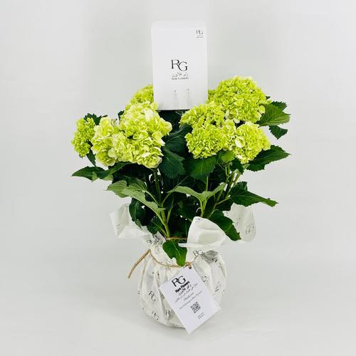 Hydrangea 5 flower No.9529 - Image 1