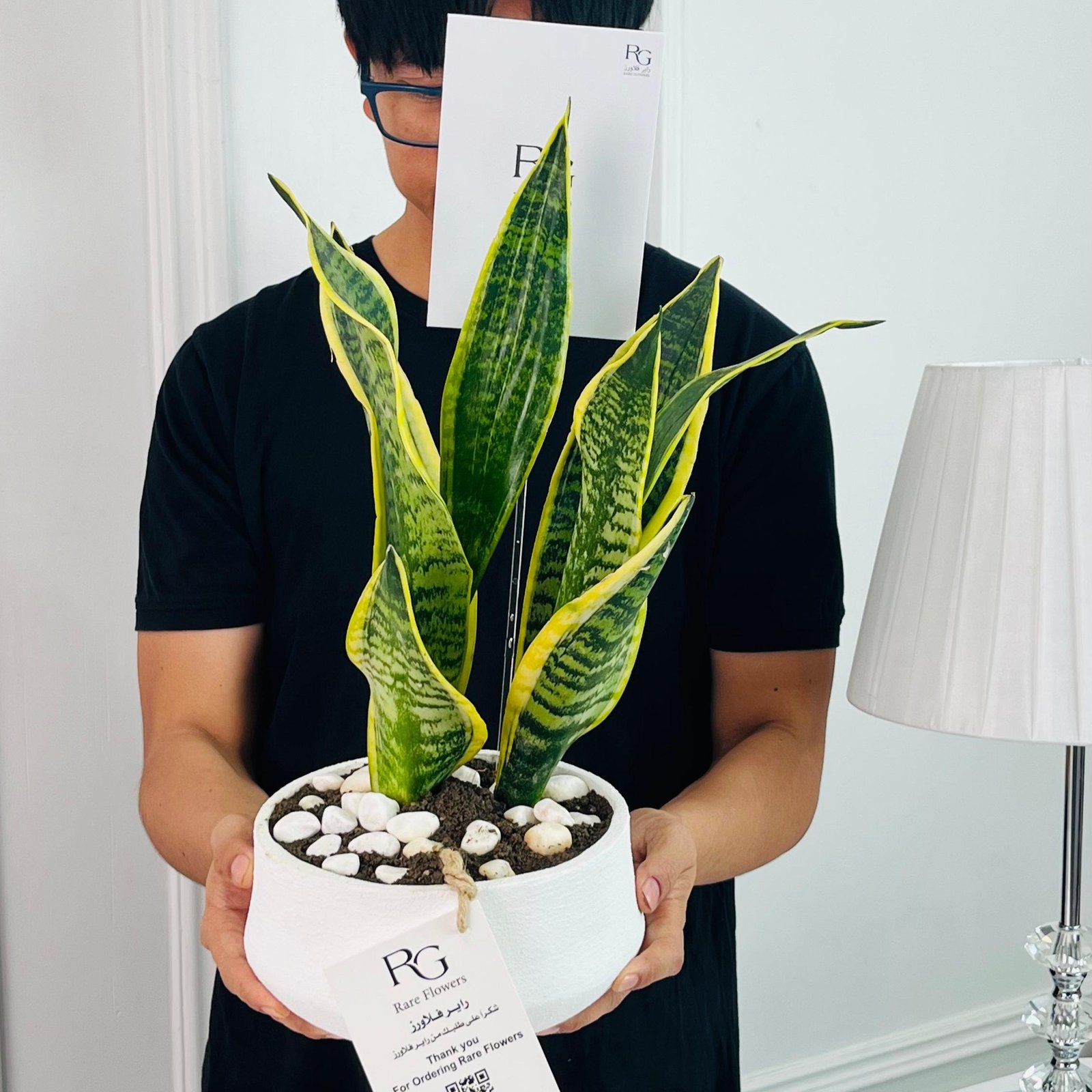 Sansevieria Plant No.16700 - Image 2