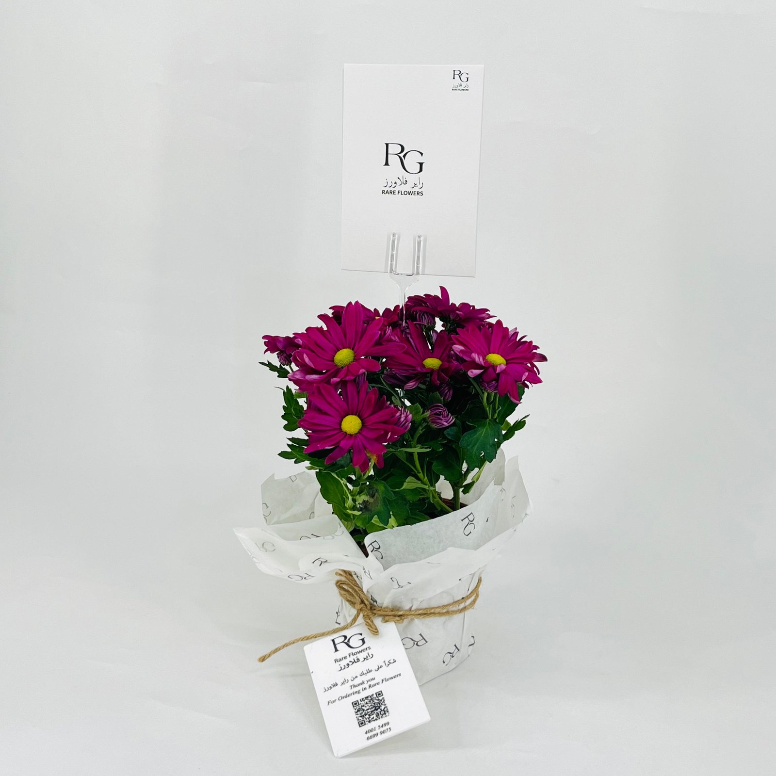chrysanthemum purple No.9550 - Image 1