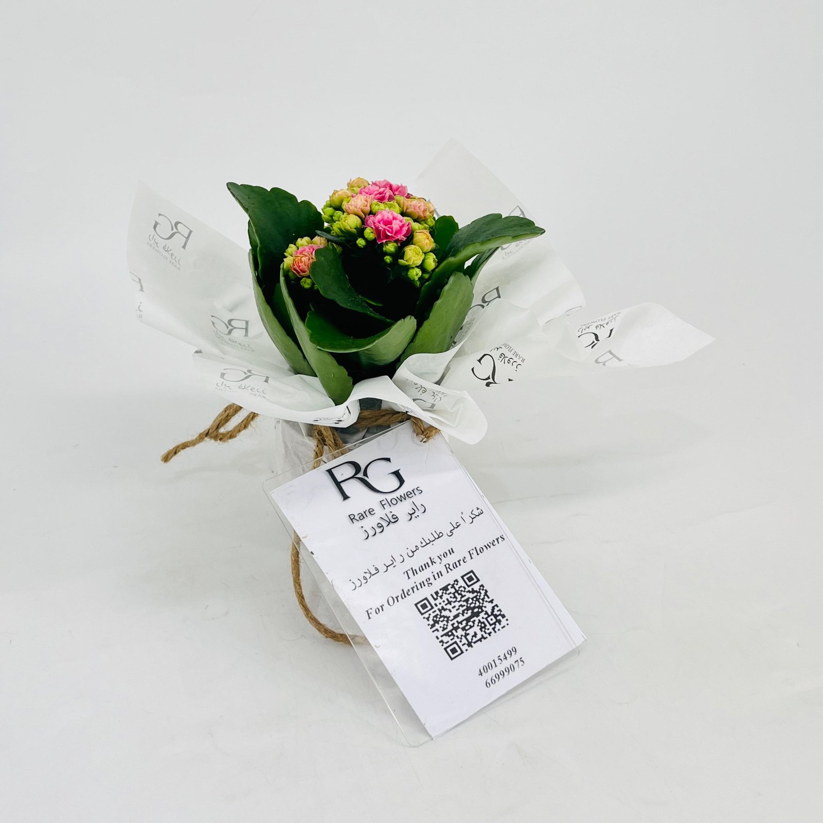 Kalanchoe plant No.11310 - Image 3