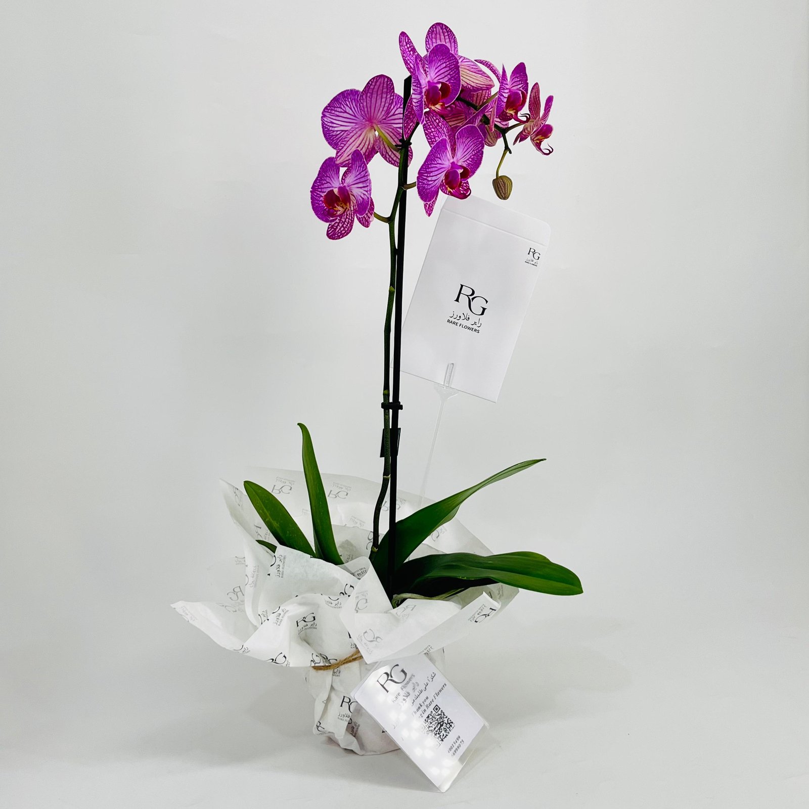 Phalaenopsis Violet 1 stem No.10665 - Image 2