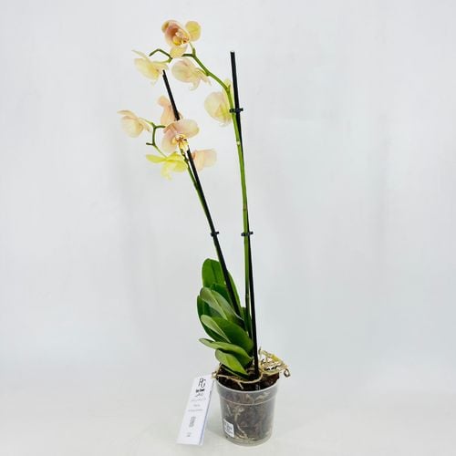 5599 - Image 2
