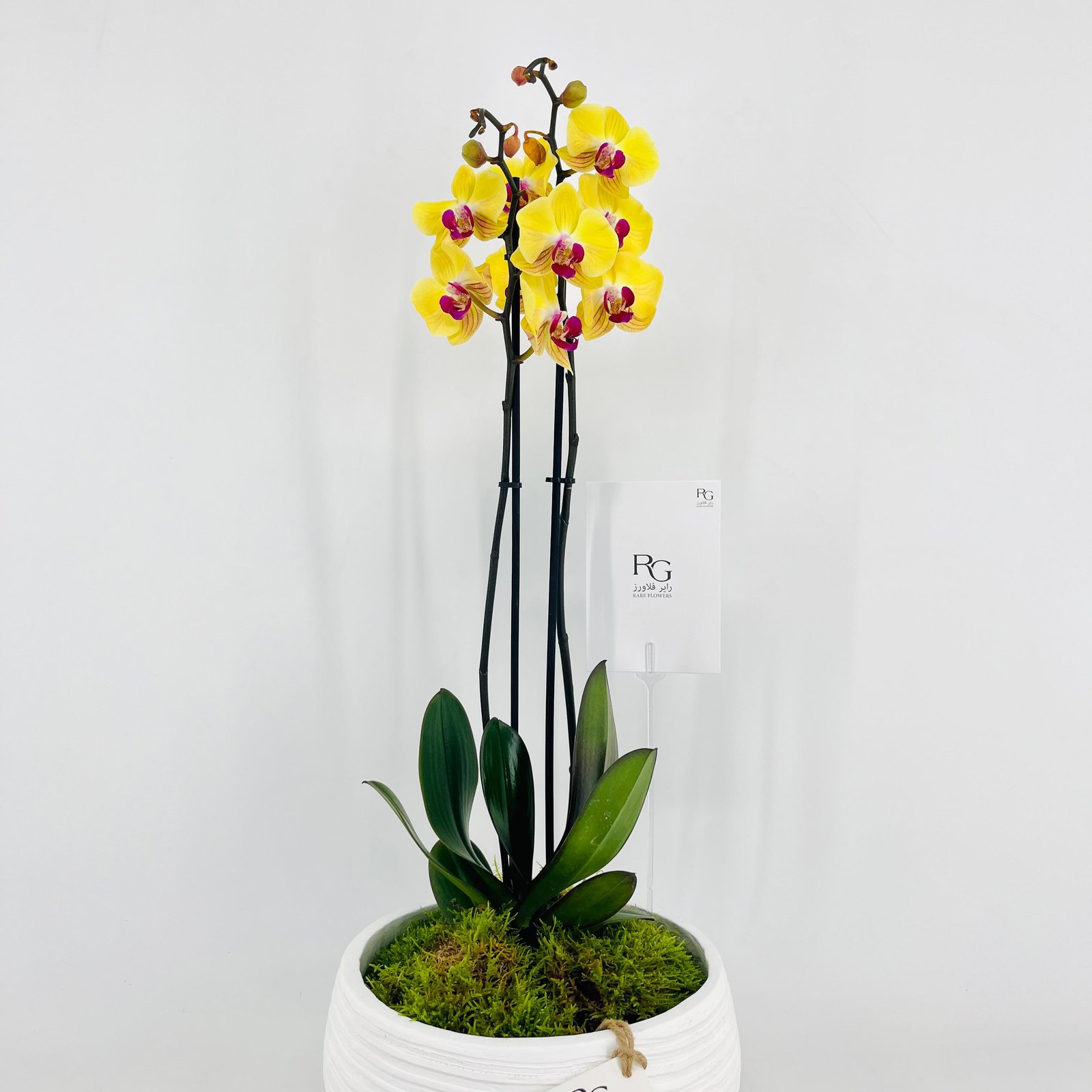 Orchid Plant Vase No.15375 - Image 2