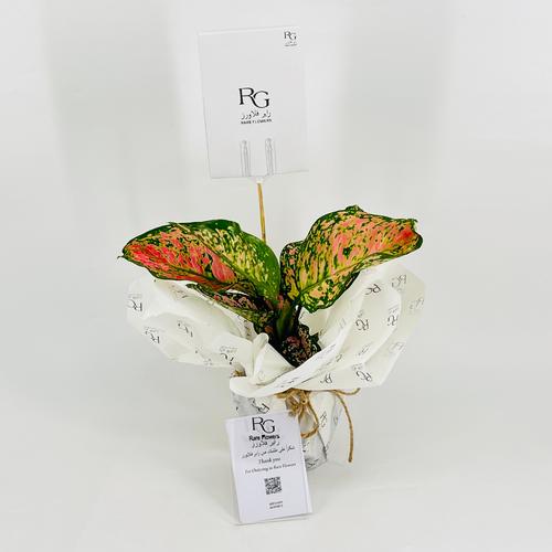 Aglaonema No.9570 - Image 1