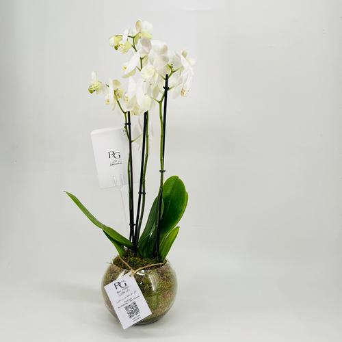 8758N - صورة 2