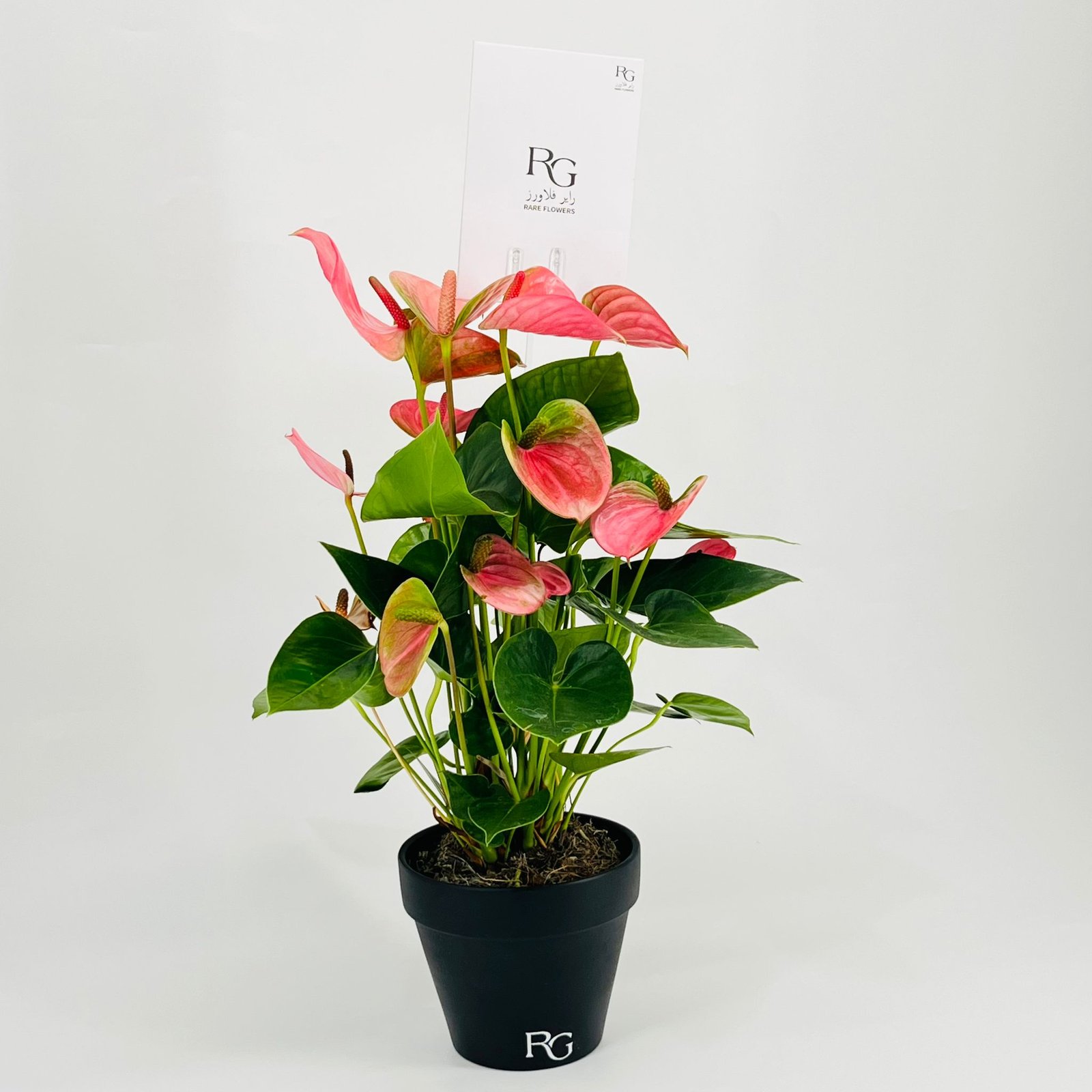 Anthurium plant No.9814-551 - Image 2