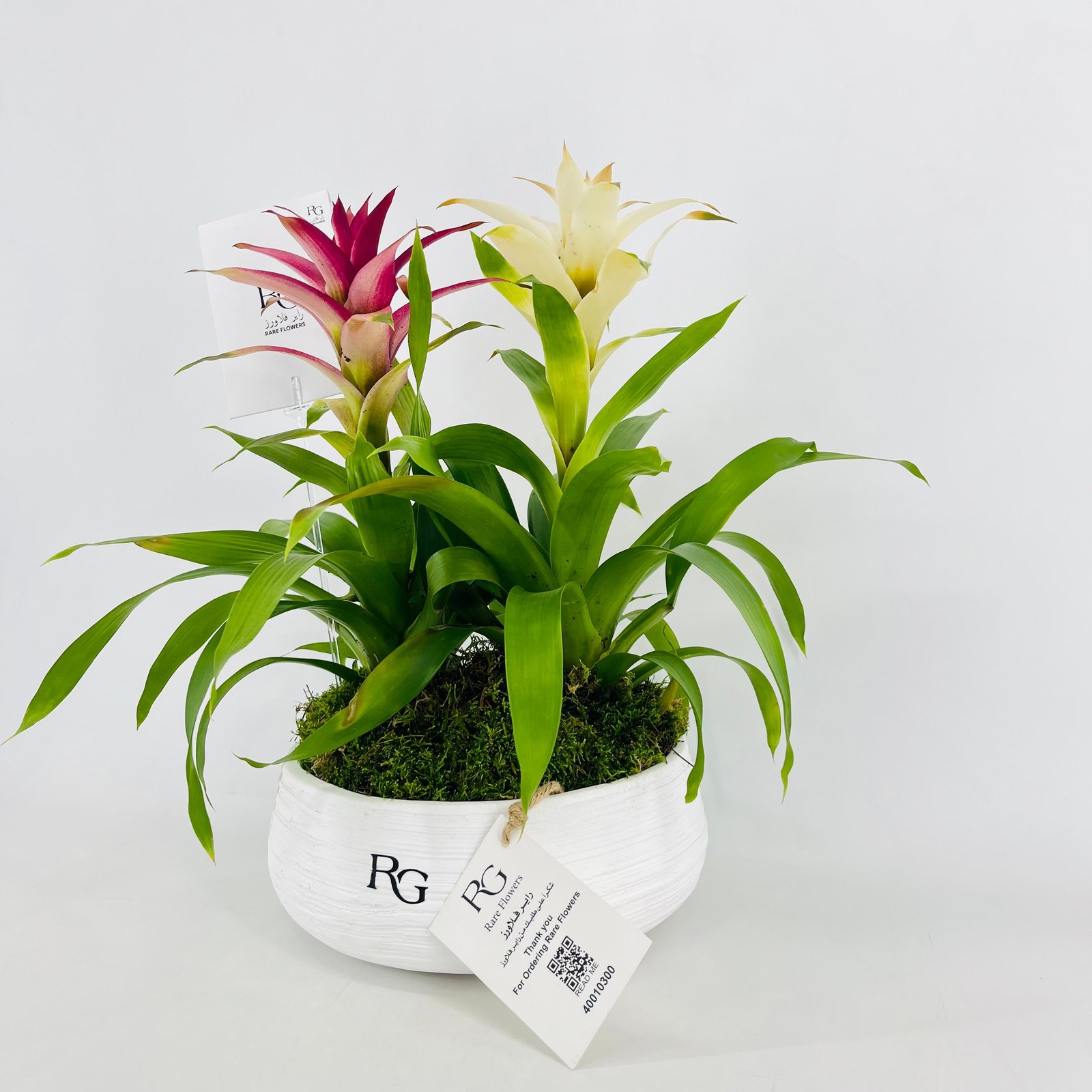 Guzmania plant vase No.15401 - Image 2