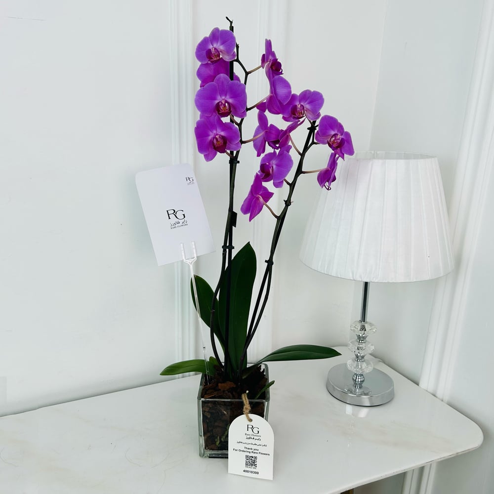 Orchid Plant No.17957 - Image 2