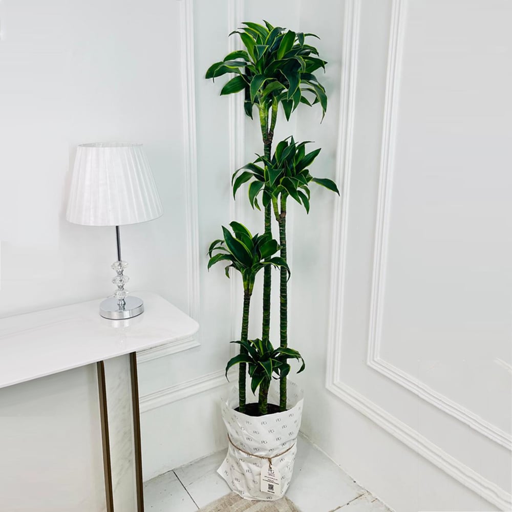 Dracaena dorado Plant No.17928 - Image 1