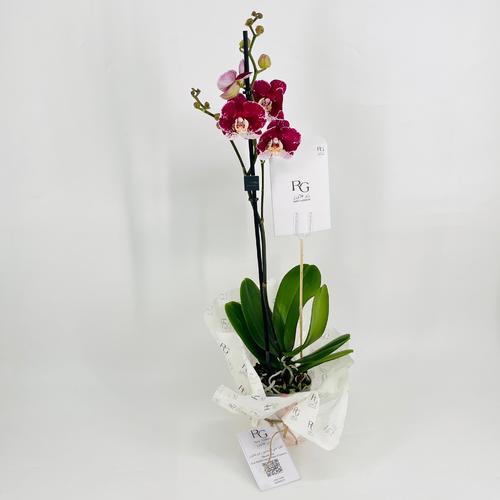 Phalaenopsis Violet 1 stem No.9592 - Image 2