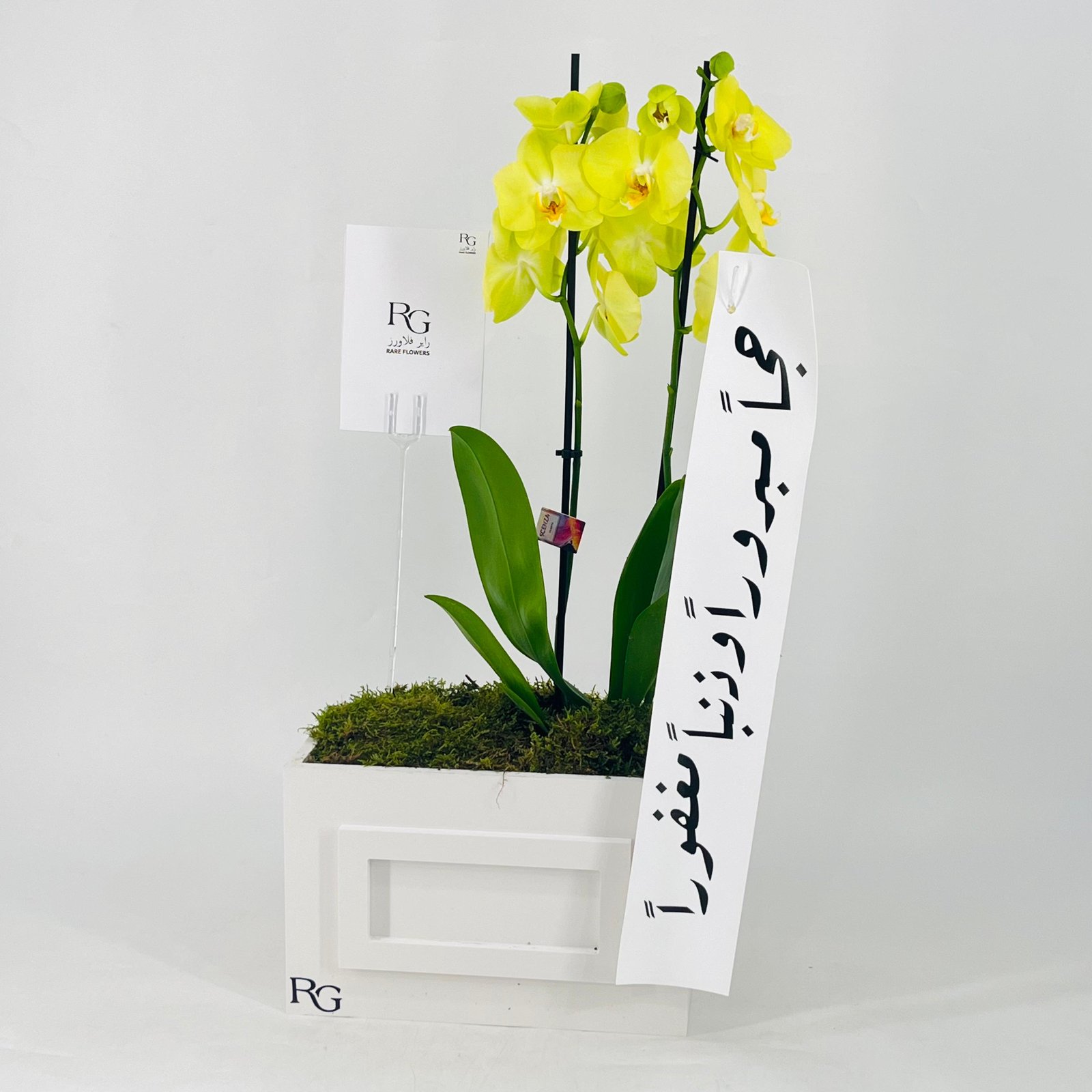 12618 - صورة 2