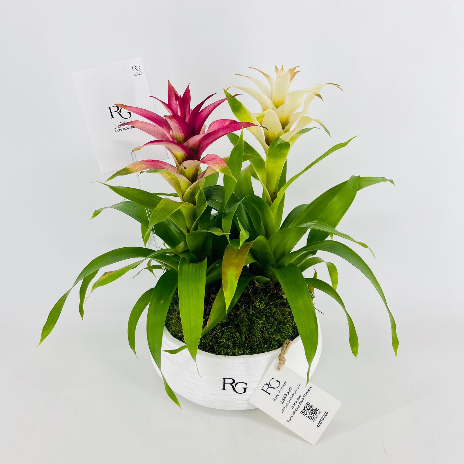 Guzmania plant vase No.15401 - Image 4