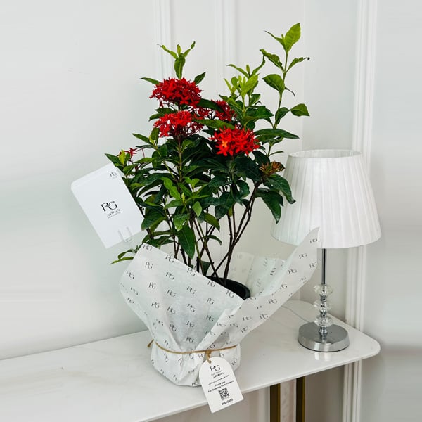 18326 - Image 1