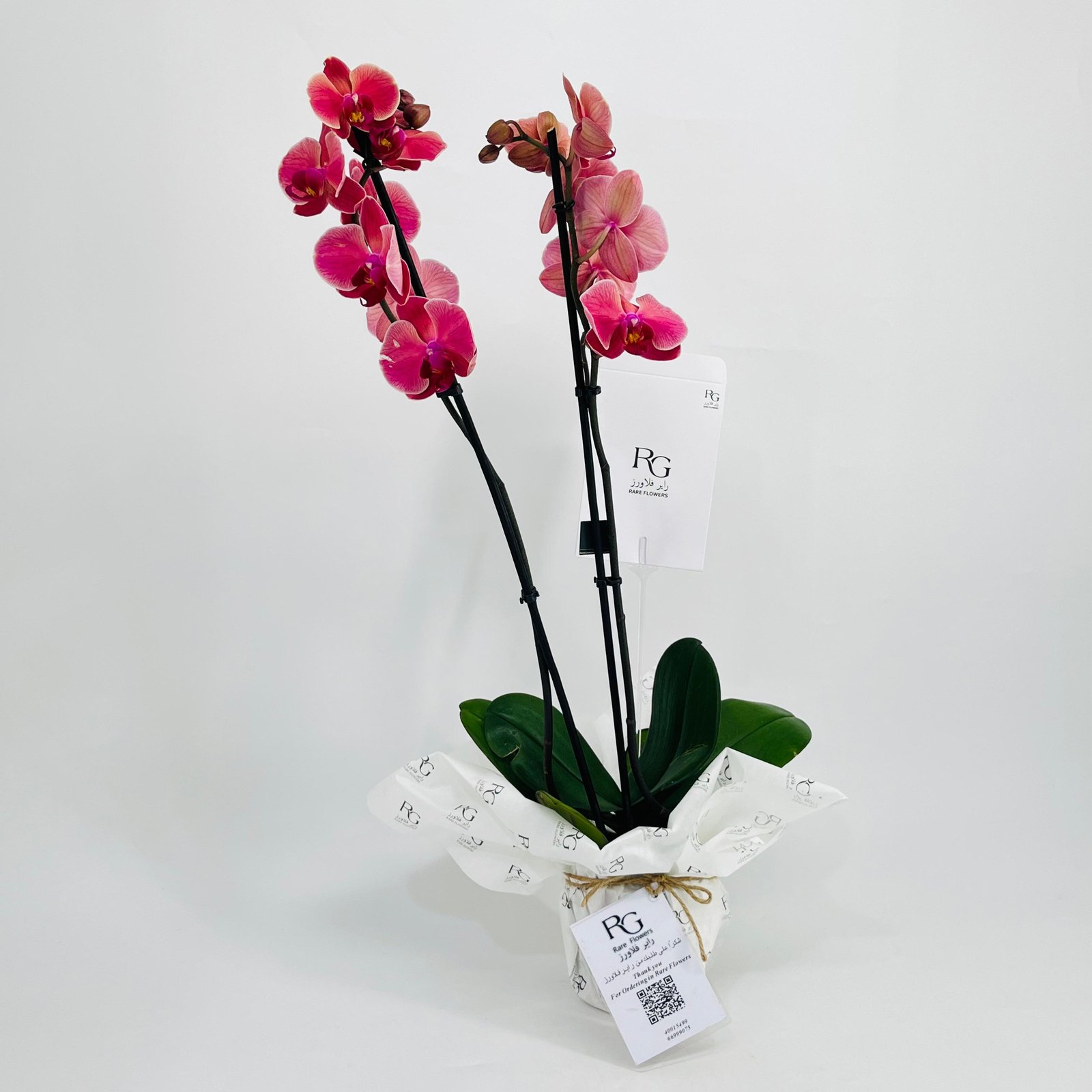 Phalaenopsis Violet 2 stem No.10663 - Image 2