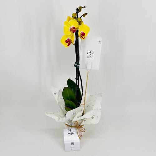 Phalaenopsis yellow 1 stem No.9590 - Image 1