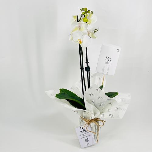 Phalaenopsis white 2 stems No.9588 - Image 2