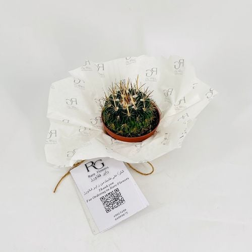 Cactus No.9604 - Image 3