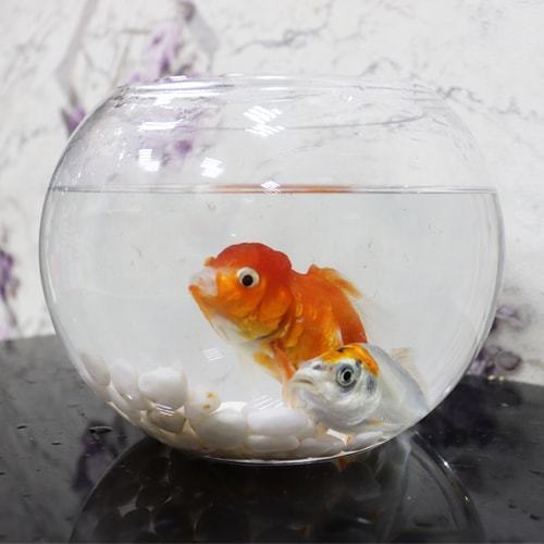 Aquarium Zeina with golden fish and tropical mulla-10 - Image 1