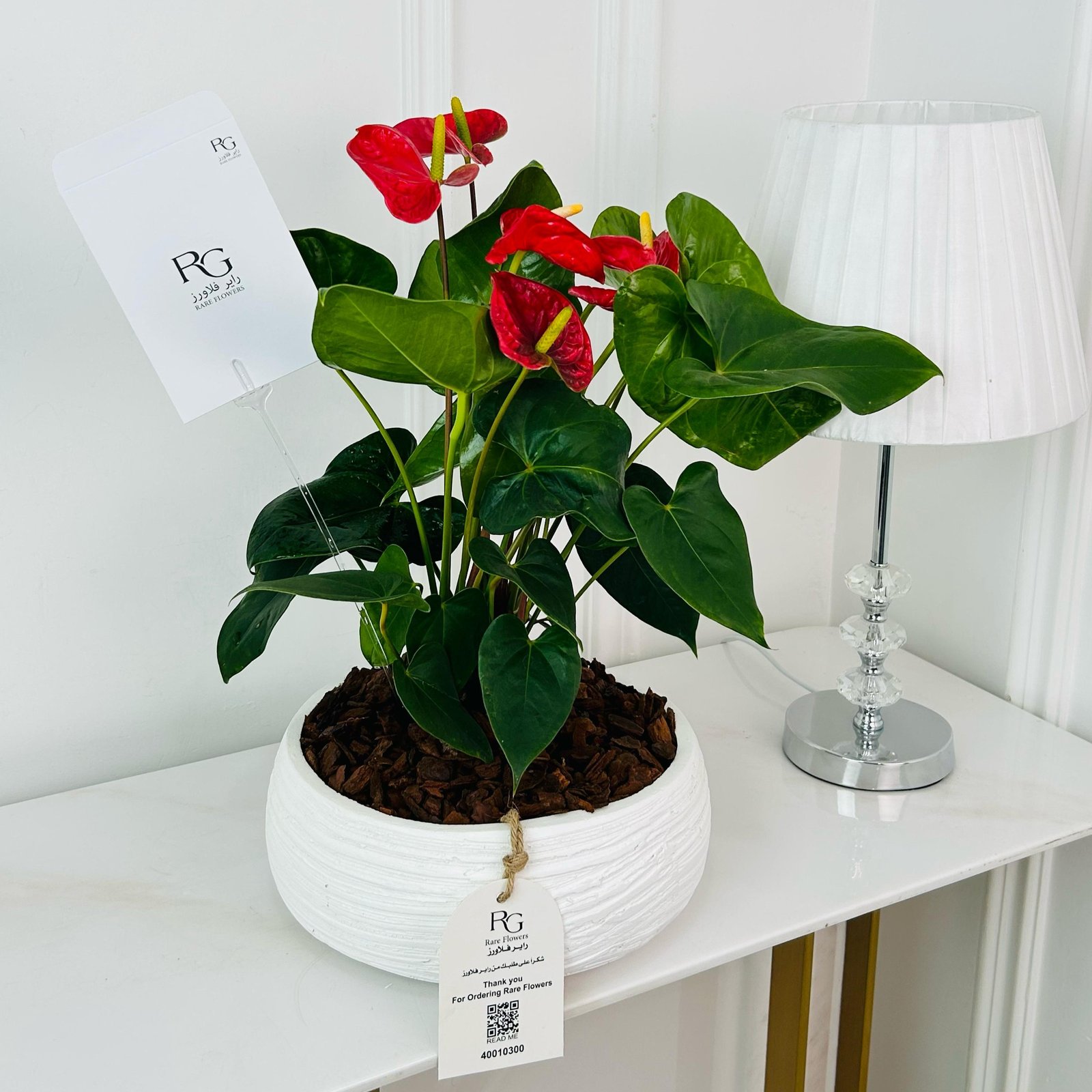 Anthurium Plant No.16768 - Image 1