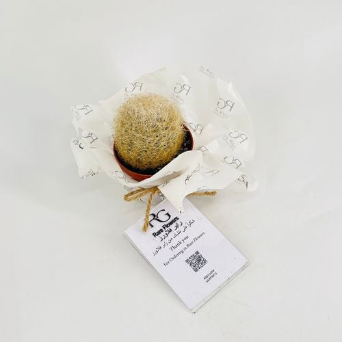 نبات الصبار رقم.9603 - صورة 2