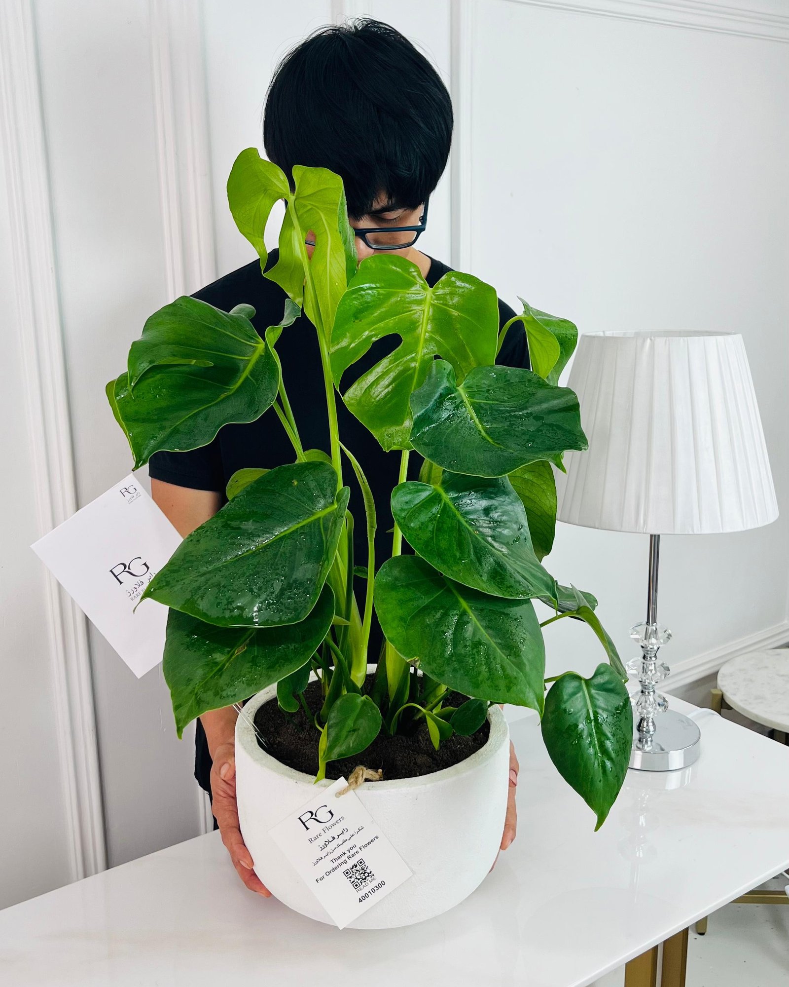 Golden Pothos Plant No.16818 - Image 2