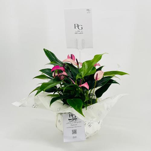 Table Anthurium purple No.9534-410 - Image 3