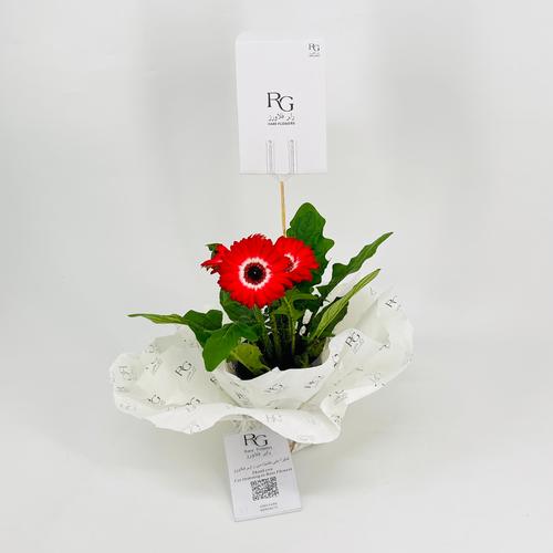 Gerbera plant No.9587 - Image 3