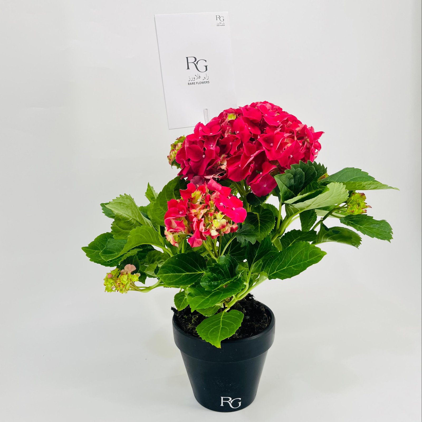 Hydrangea 5 flower No.9526 - Image 2