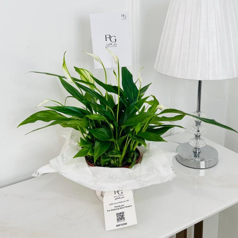 Spathiphyllum Bellini Plant No.17907 - Image 1