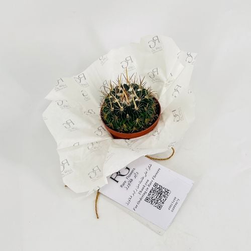 Cactus No.9604 - Image 2