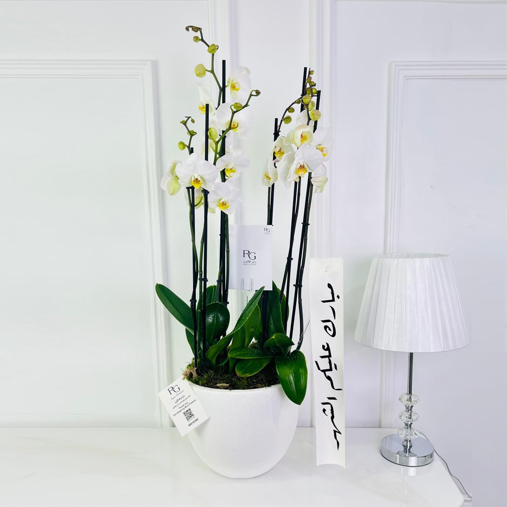 16569 - صورة 1