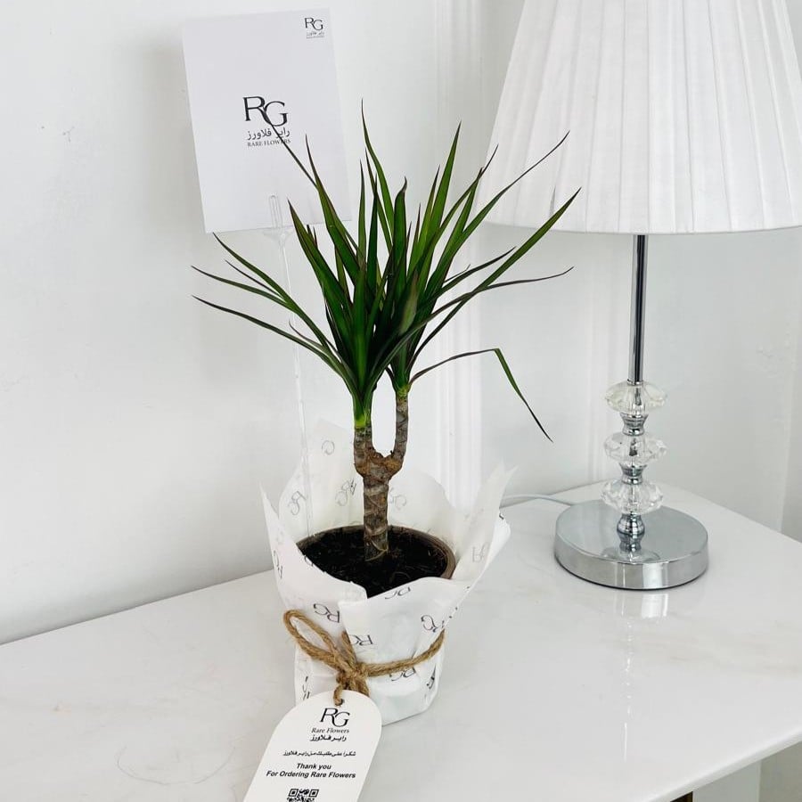 Dracaena marginata Plant No.18152 - Image 1