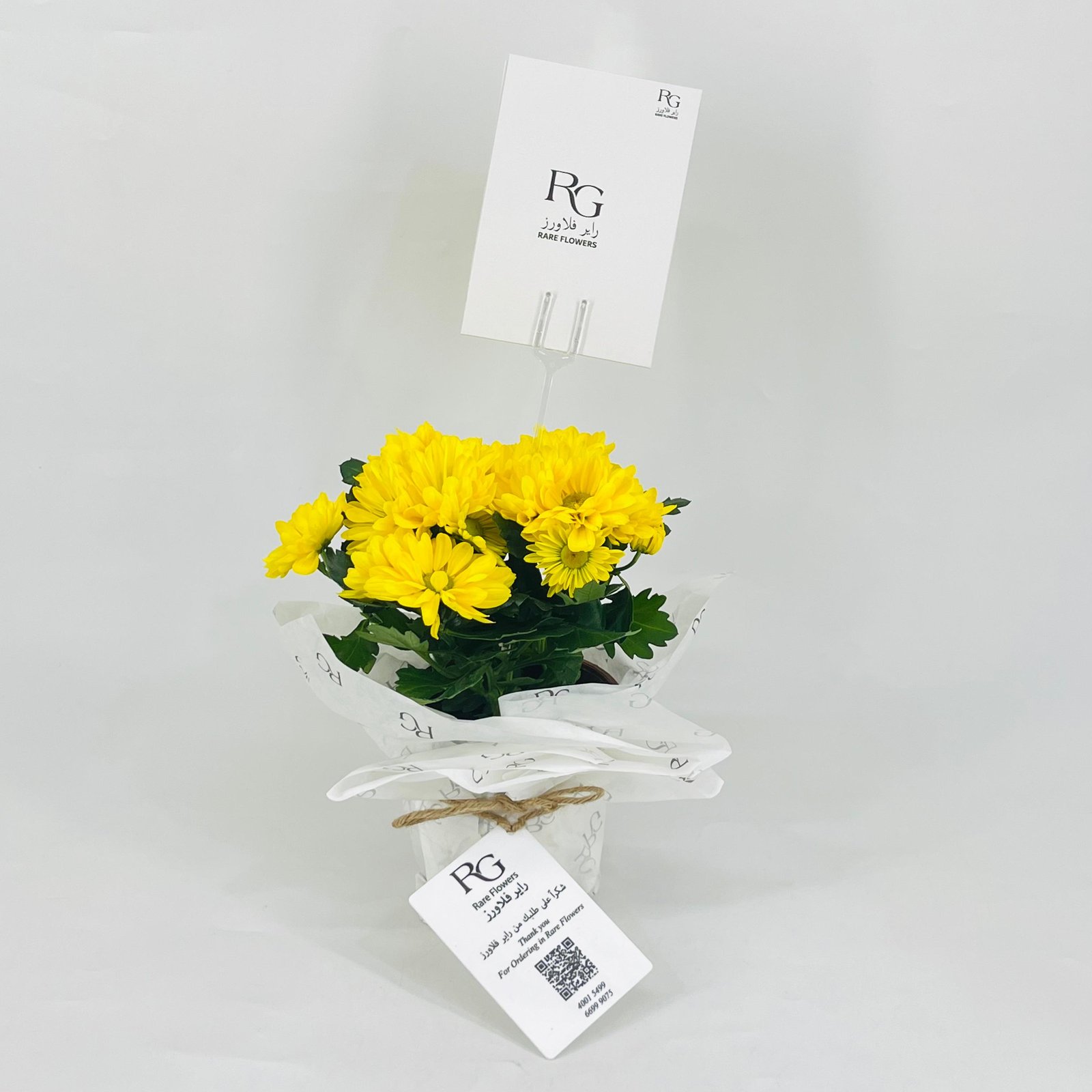 chrysanthemum yellow No.9551 - Image 1