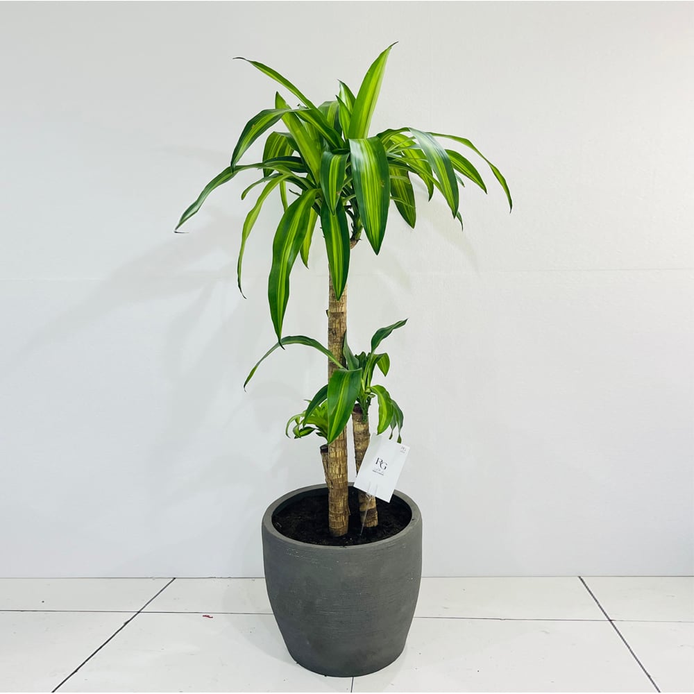 Dracaena No.11020 - Image 1