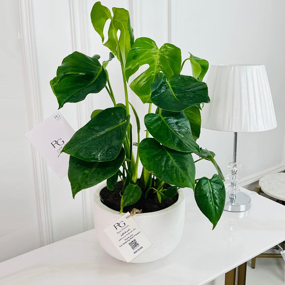 Golden Pothos Plant No.16818 - Image 1