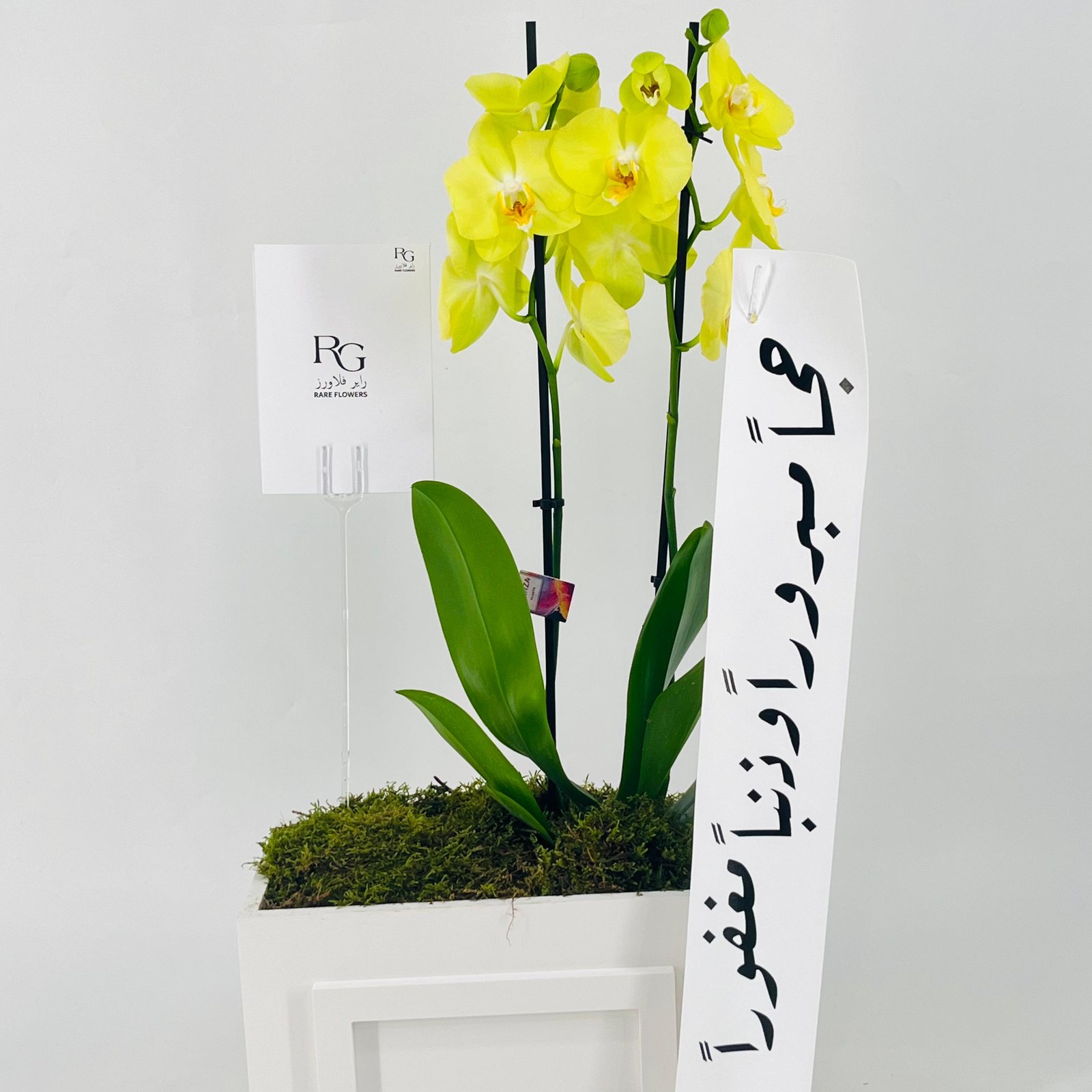 12618 - صورة 3